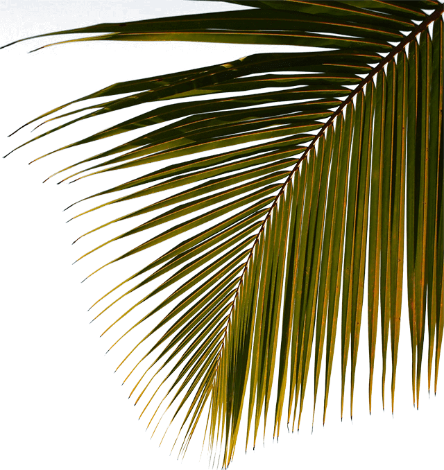 water sport template coconut tree img